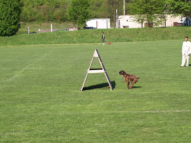 www.atibox.net * www.euroboxer.eu * www.boxergenealogia.eu